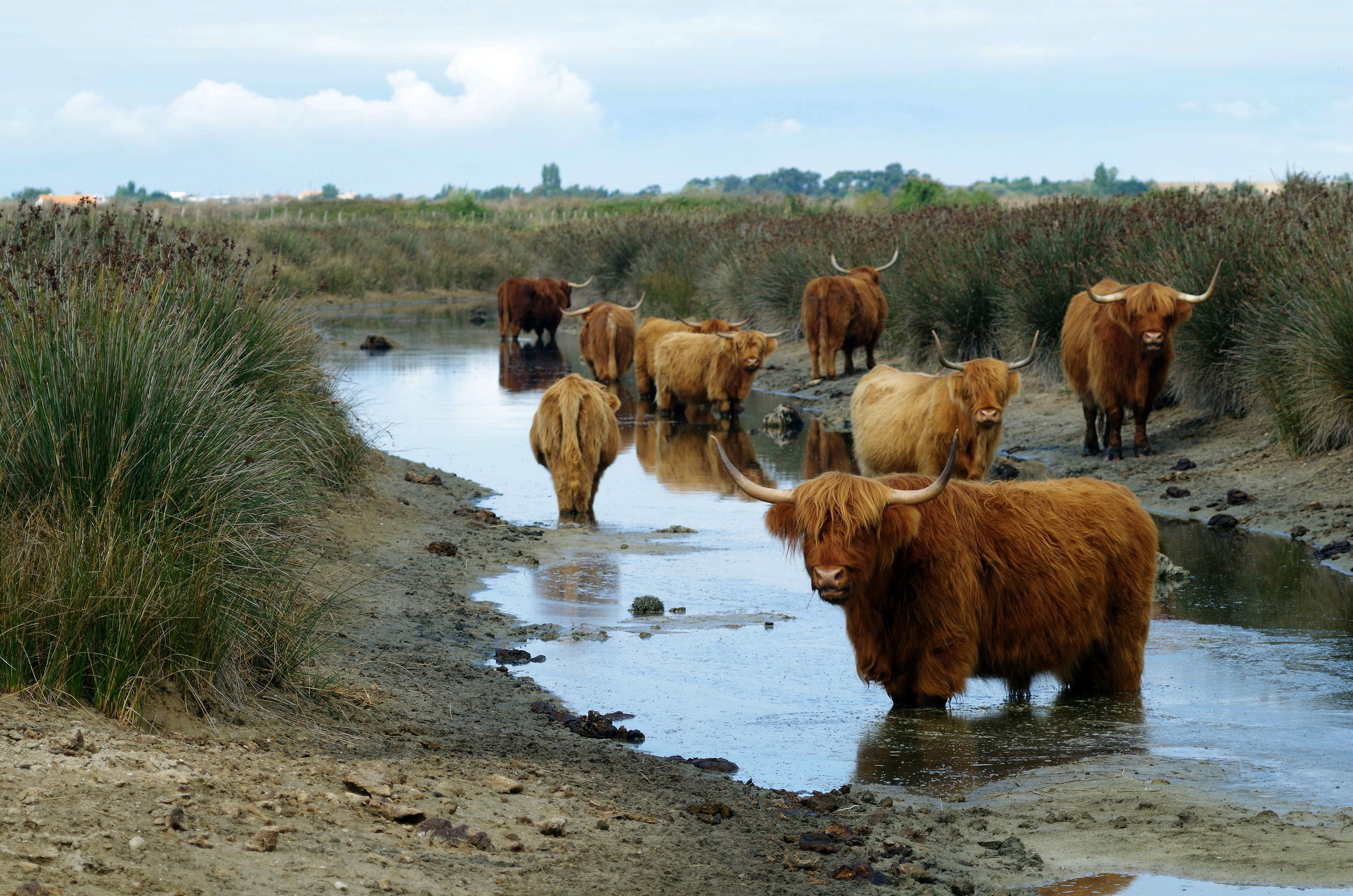 Highland cattle in thalassotherapy